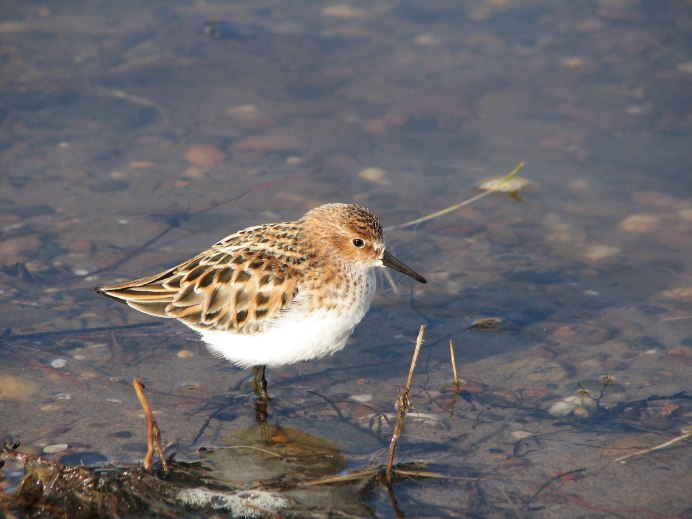 Кулик в тундре