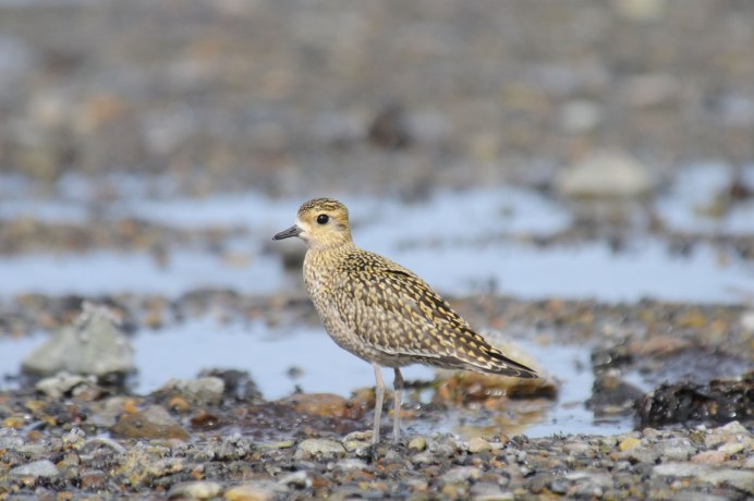Болотный веретенник