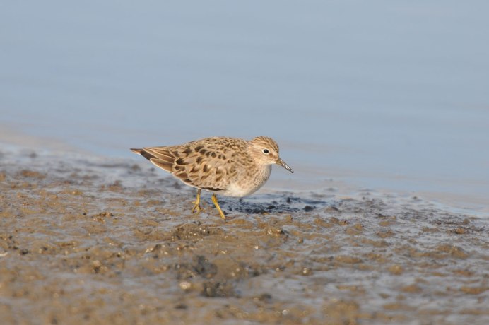 Кулик травник птица