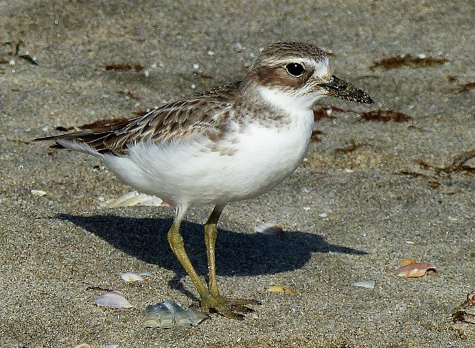 Птицы семейства ржанковых Подмосковье