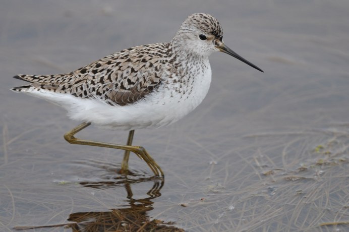 Поручейник птица