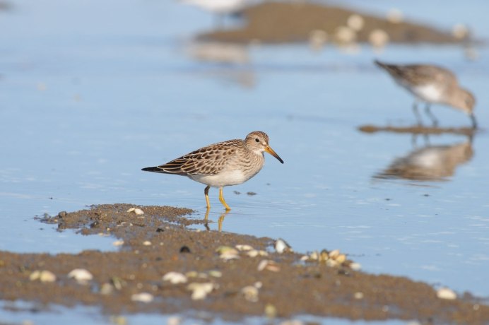 Кулик Воробей в полете