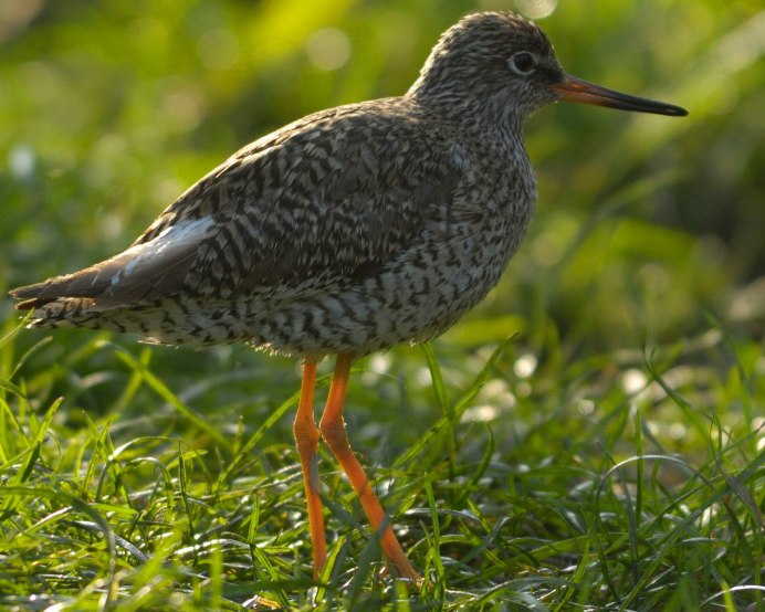 Кулик кроншнеп