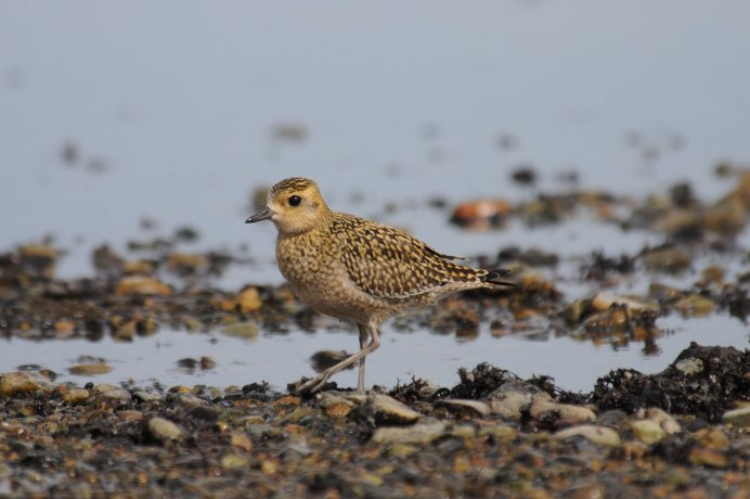 Длинноклювый кроншнеп