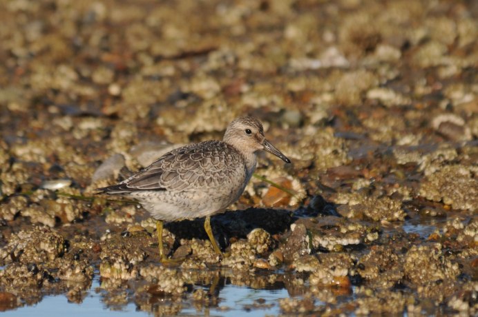 Отряд Куликовых