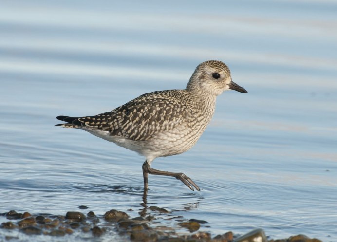 Кулик Полярный