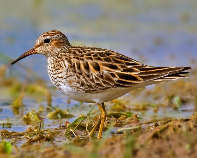 Чайка Кулик