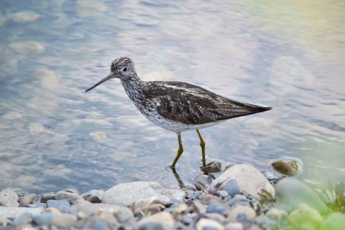 Бекасик песочник