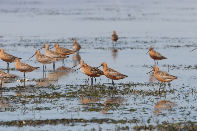 Кулик Черныш