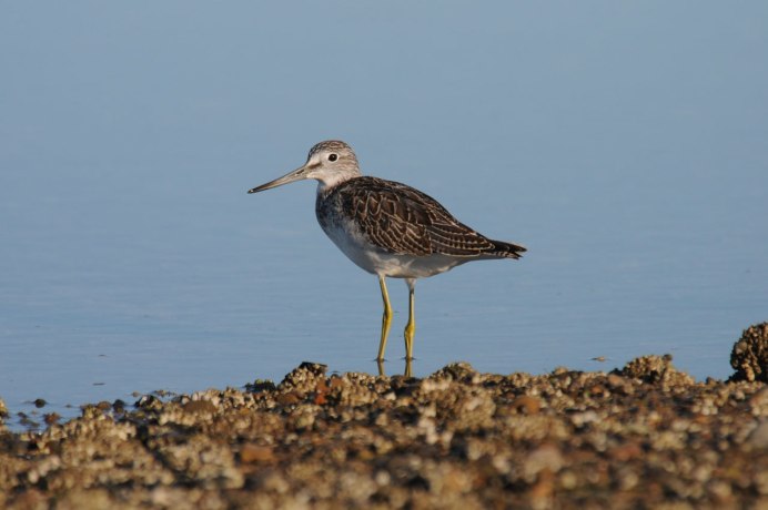 Большой кроншнеп - Numenius Arquata