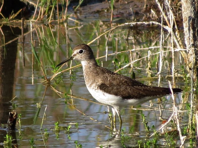 Дутыш птица Кулик