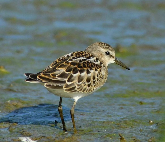Кулик песочник