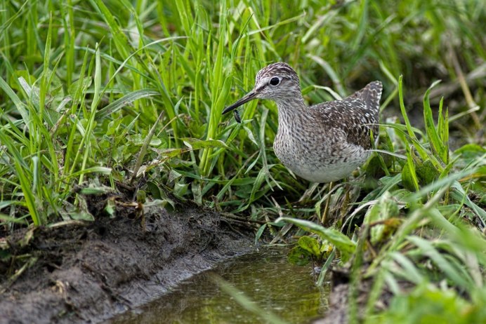 Тонкоклювый кроншнеп