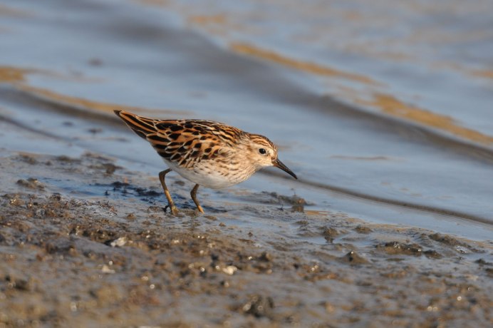 Водоплавающие птицы Кулик