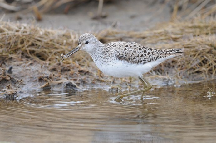Кулик сорока птица