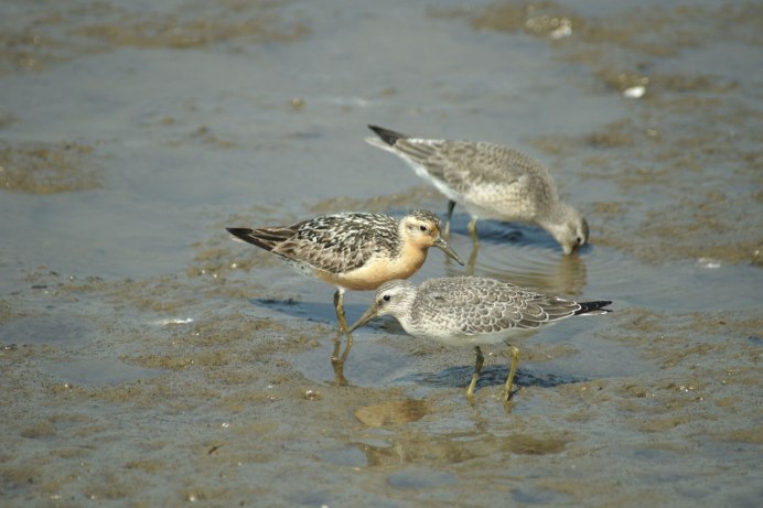 Кулик птица Болотная