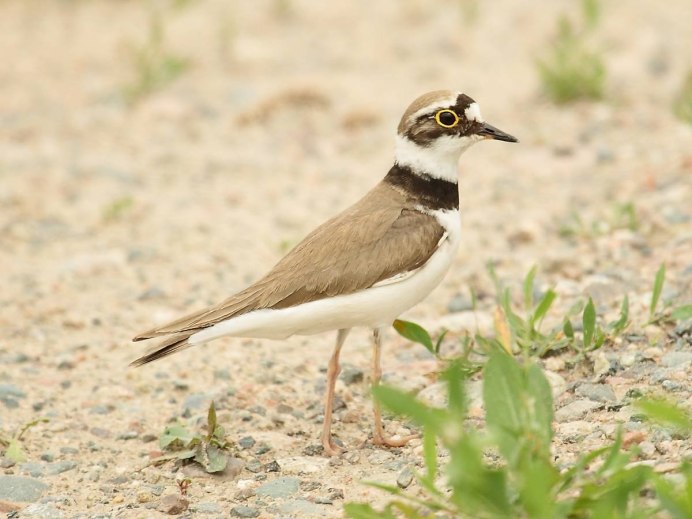 Кулик сорока