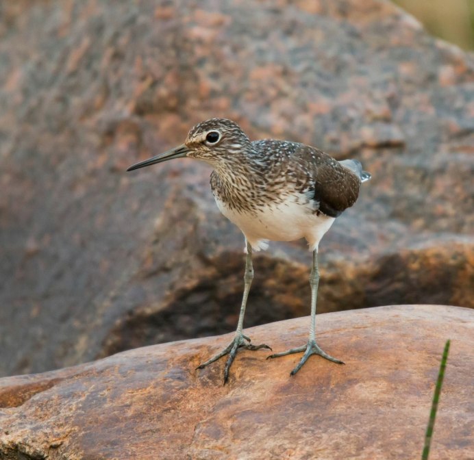 Водоплавающие птицы Кулик