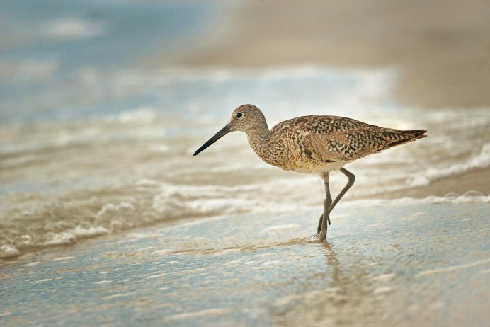 Кулик сорока птенец