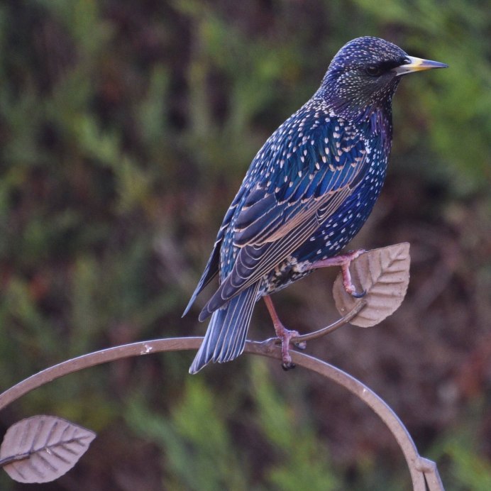 Лиловый Дрозд (Myophonus caeruleus)