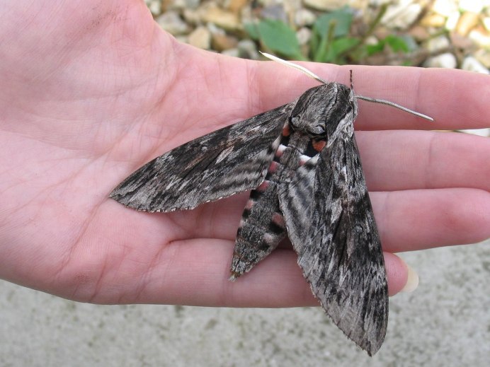 Endoxyla cinereus