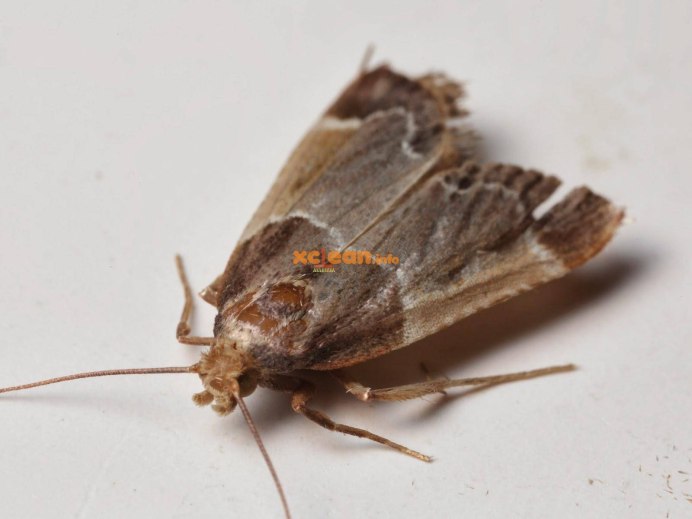 Endoxyla cinereus гусеница