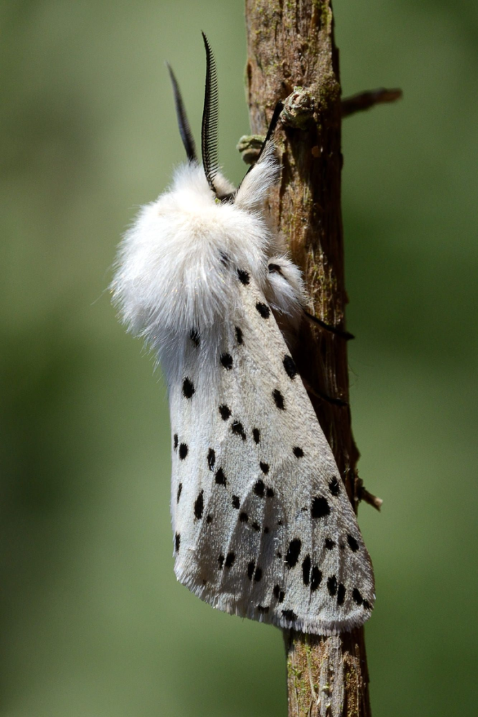 Ночные бабочки (Bogong Moth)