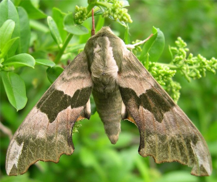 Giant Moth бабочка