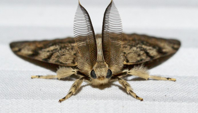Endoxyla cinereus
