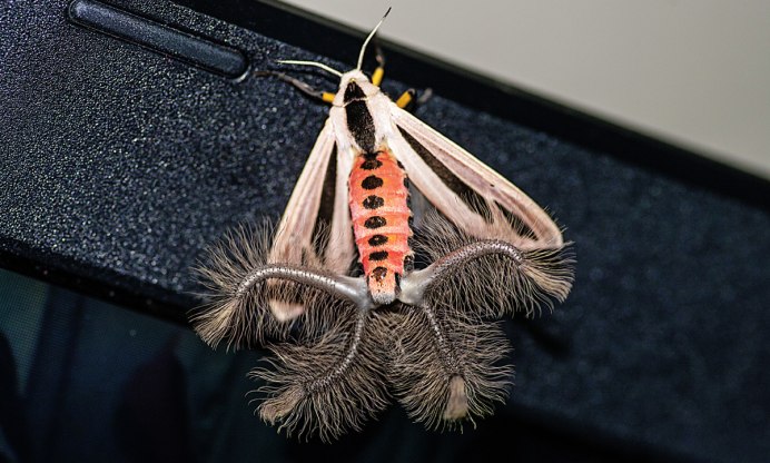 Eupithecia bohatschi