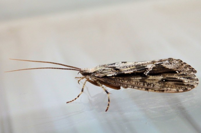 Citheronia regalis бабочка