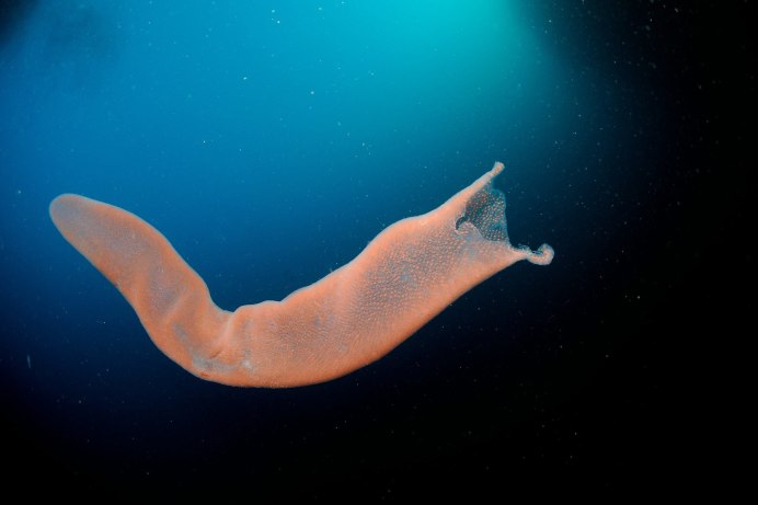 Pyrostremma spinosum
