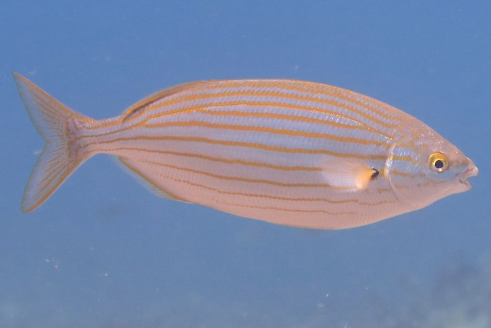 Salema Porgy рыба
