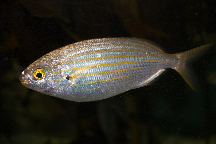 Sarpa Salpa рыба
