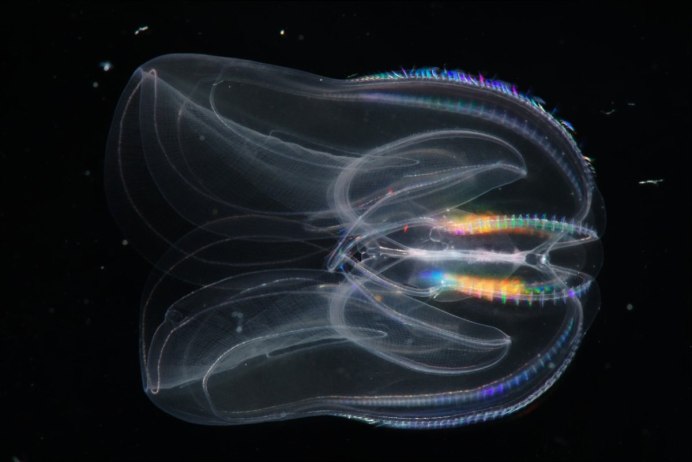 Гребневик мнемиопсис Mnemiopsis leidyi