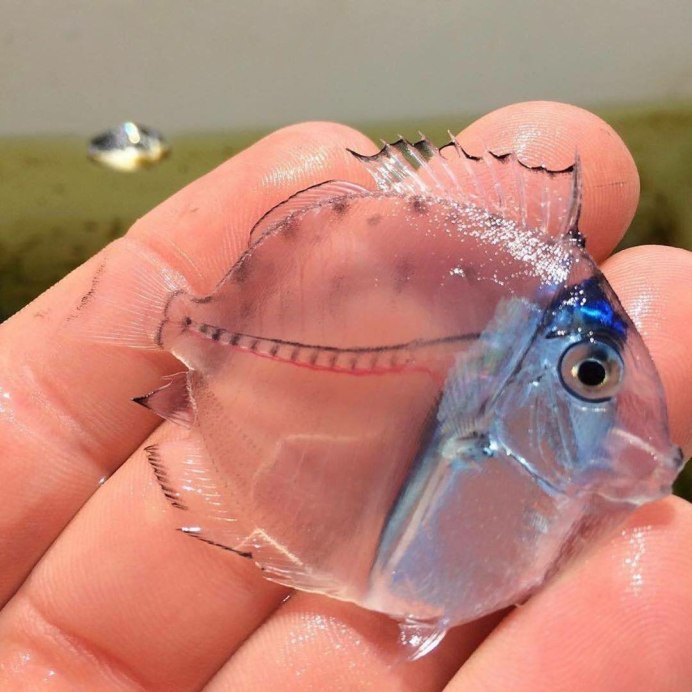 Прозрачная рыбка Micro Tang