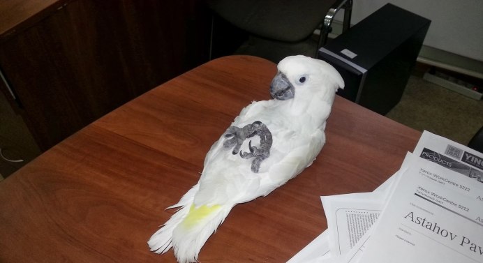 Попуг Мем