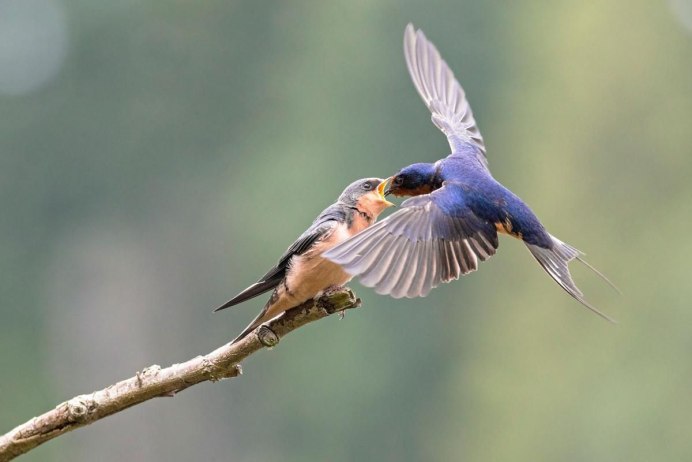 Bird of Columbia