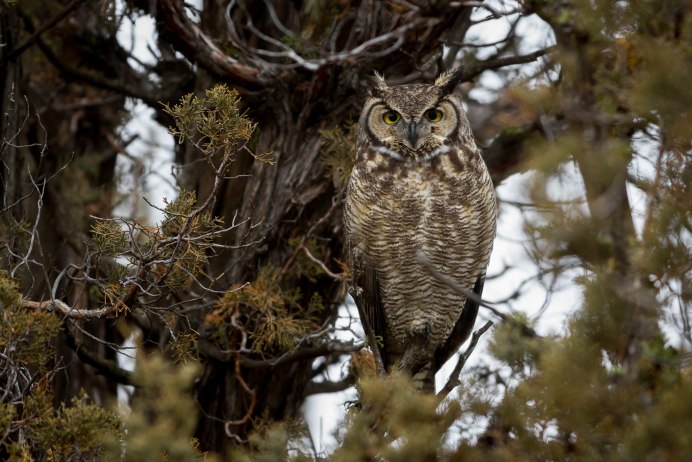 Филин обыкновенный (Bubo Bubo)