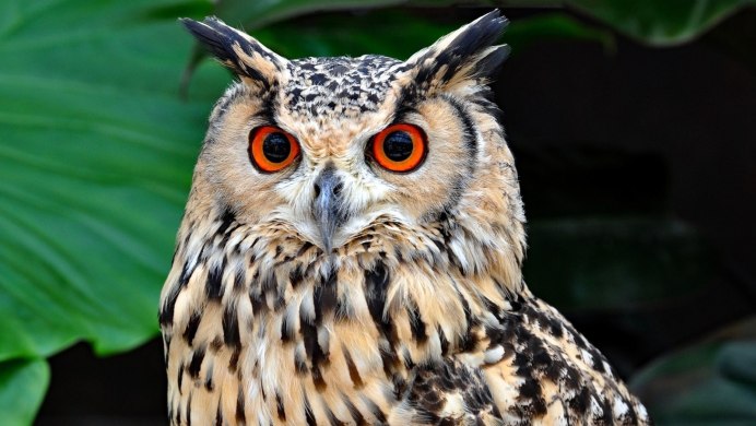 Bubo virginianus