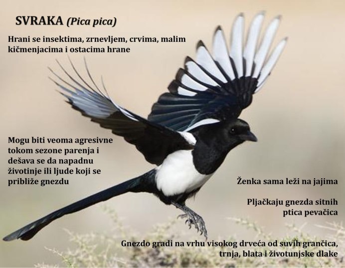Птица сорока в полете