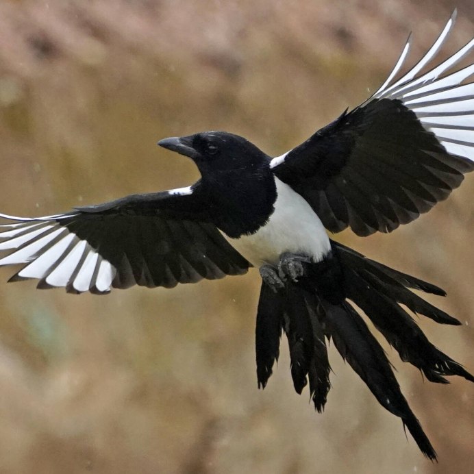 Magpie Wing