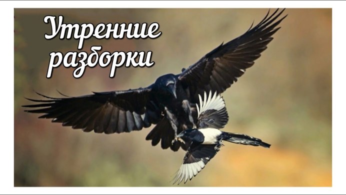 Сорока летит на прозрачном фоне