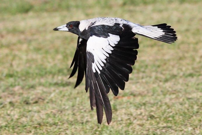 Baby Magpie Australia