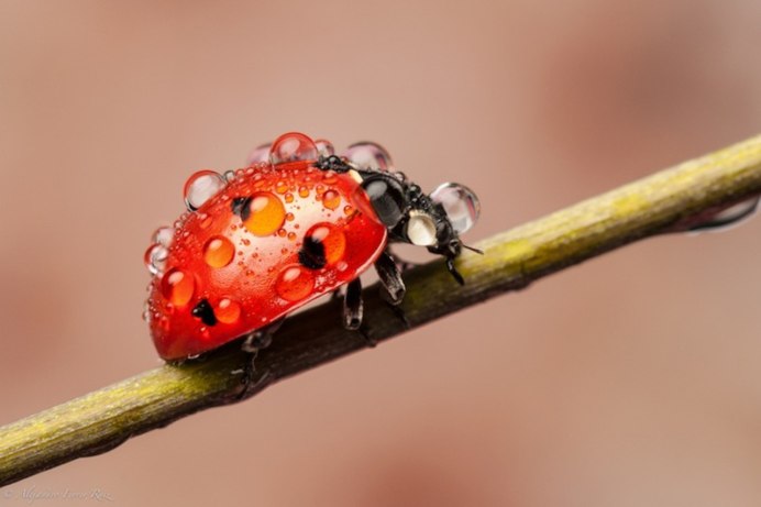 Двенадцатиточечная Божья коровка (Coleomegilla maculata)