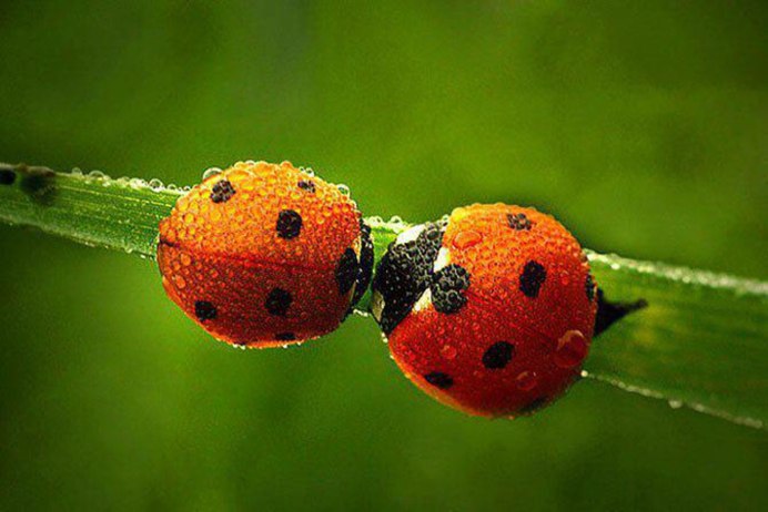 Minuscule - best of Ladybug / best of Coccinelle