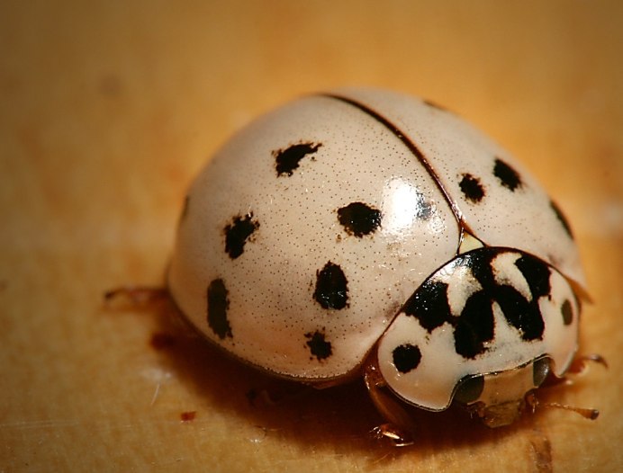 Белая Божья коровка