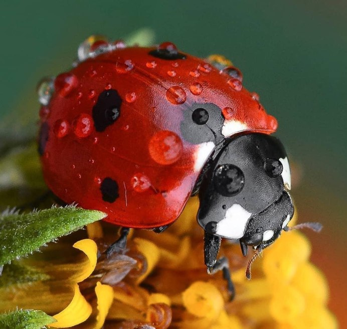Коровка 2-точечная (Adalia bipunctata l.).