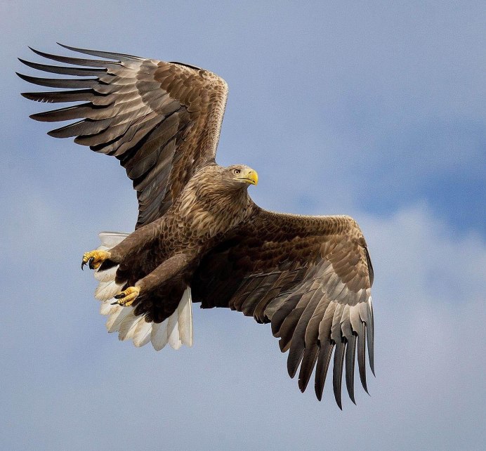 Орлан Долгохвост