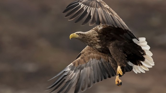 Орлан орёл Сокол ястреб